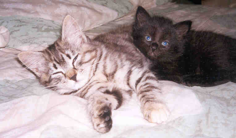 kittens